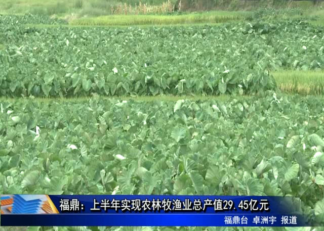 福鼎：上半年實(shí)現(xiàn)農(nóng)林牧漁業(yè)總產(chǎn)值29.45億元