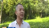 福鼎：茶產業持續發展