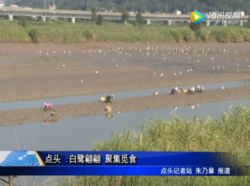 點頭 :白鷺翩翩 聚集覓食