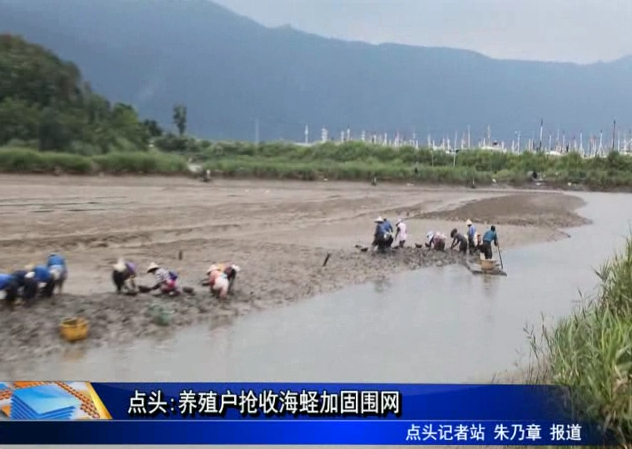 點頭:養殖戶搶收海蟶加固圍網