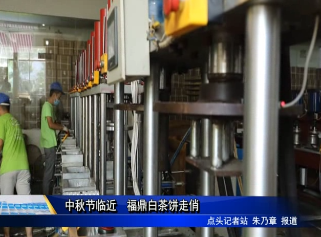 中秋節臨近 福鼎白茶餅走俏
