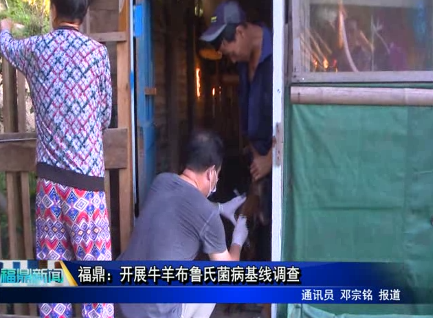 福鼎：開展牛羊布魯氏菌病基線調查
