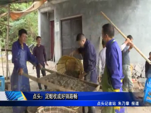 點頭：泥蚶收成好銷路暢