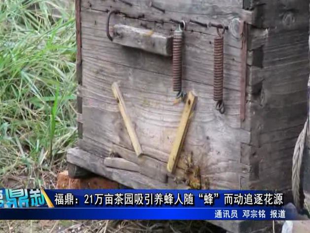 福鼎：21萬畝茶園吸引養蜂人隨“蜂”而動追逐花源