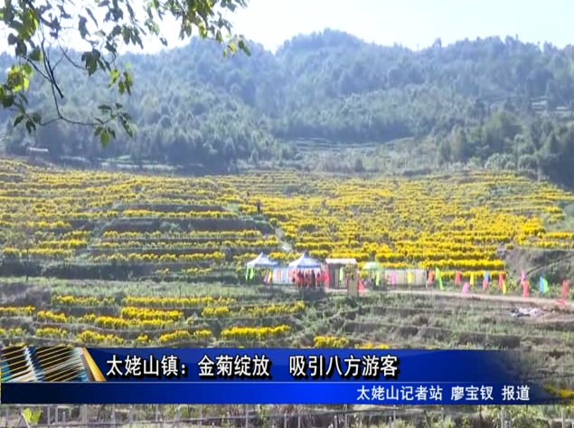 太姥山鎮：金菊綻放 吸引八方游客