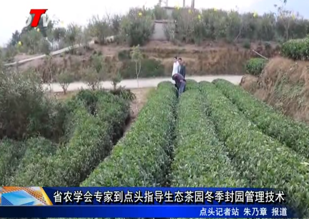 省農學會專家到點頭指導生態茶園冬季封園管理技術