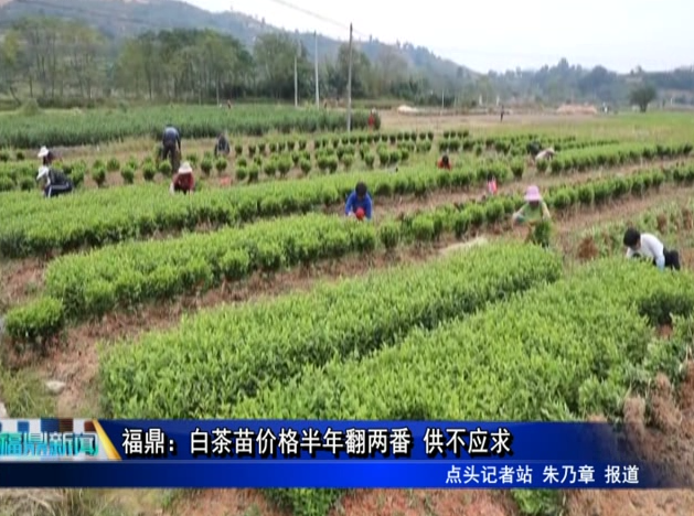 福鼎：白茶苗價格半年翻兩番 供不應求