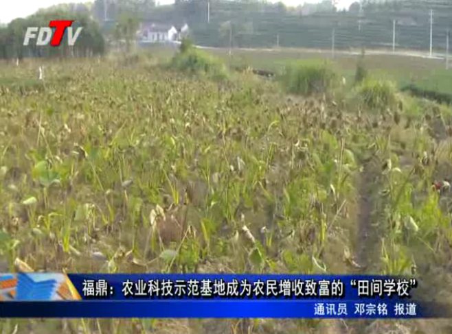 福鼎：農(nóng)業(yè)科技示范基地成為農(nóng)民增收致富的“田間學(xué)校”