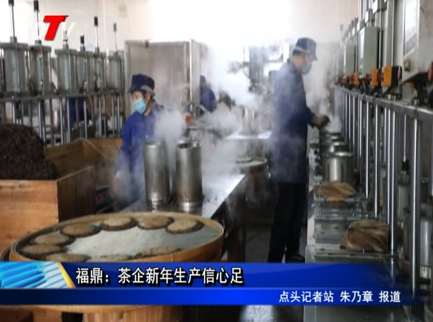 福鼎：茶企新年生產信心足