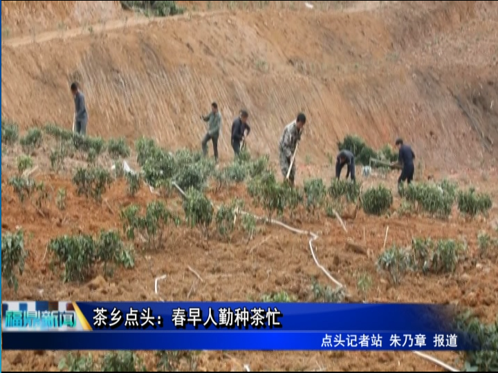 茶鄉點頭：春早人勤種茶忙