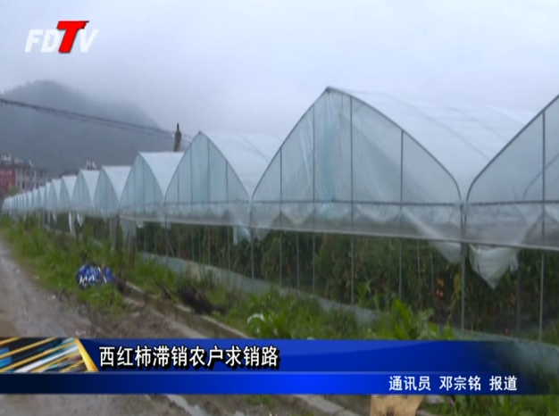 西紅柿滯銷農戶求銷路