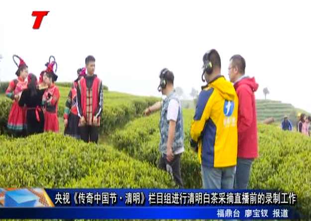 央視《傳奇中國節·清明》欄目組進行清明白茶采摘直播前的錄制工作