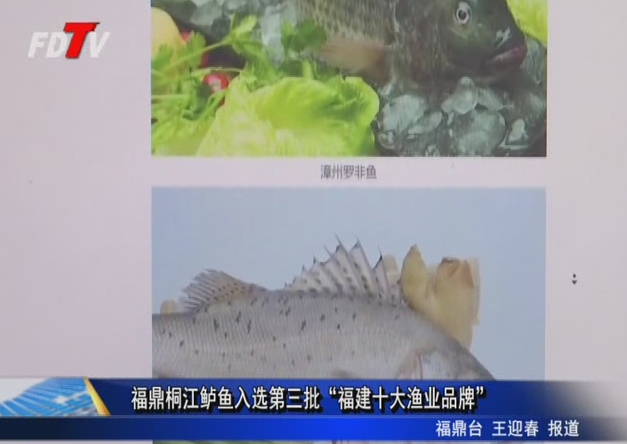 福鼎桐江鱸魚入選第三批“福建十大漁業品牌”