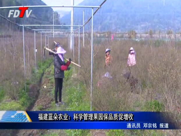 福建藍朵農業：科學管理果園保品質促增收