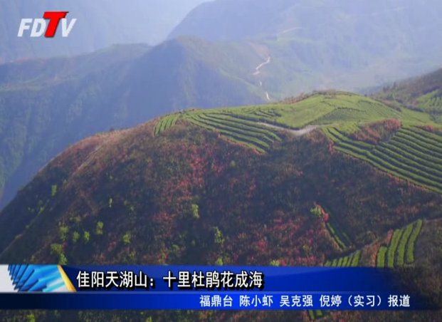 佳陽天湖山：十里杜鵑花成海