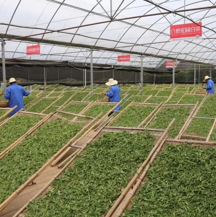 這座茶莊園帶動整個村，走上致富路！