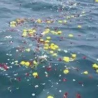 今從遺愿逐浪去，魂歸滄海化作云，福鼎這位逝者魂歸大海