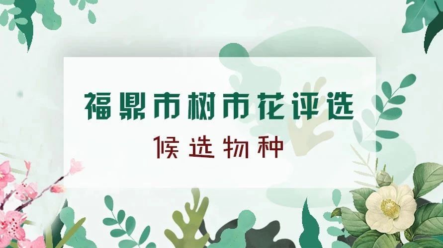 福鼎要選市樹市花了，選什么，你說了算！這些候選物種了解一下！