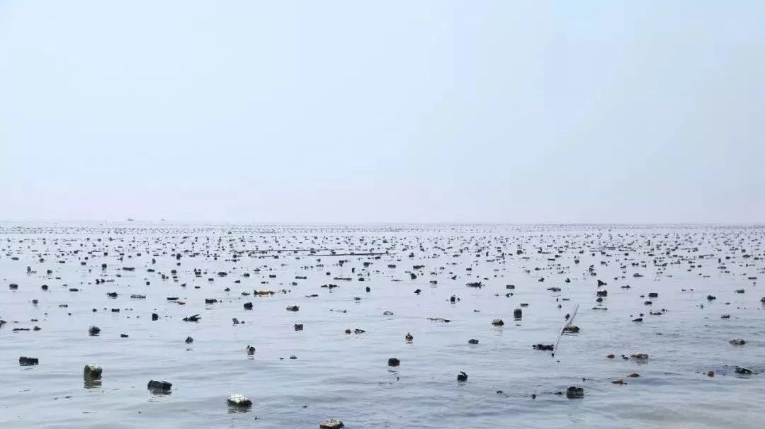 面朝大海，挺進(jìn)深藍(lán)，海洋強(qiáng)市的“福鼎Style”響起來(lái)！