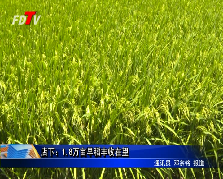 店下：1.8萬(wàn)畝早稻豐收在望
