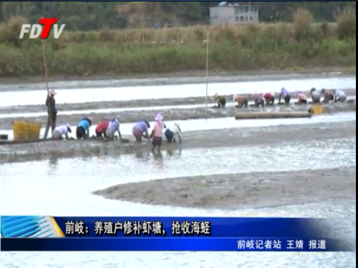 前岐：養殖戶修補蝦塘，搶收海蟶