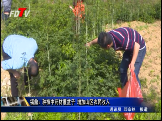 福鼎：種植中藥材覆盆子 增加山區農民收入