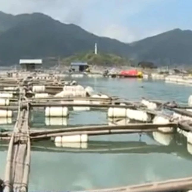 廢舊漁排專項清理行動進行中，福鼎佳陽鄉拆除400口廢舊漁排