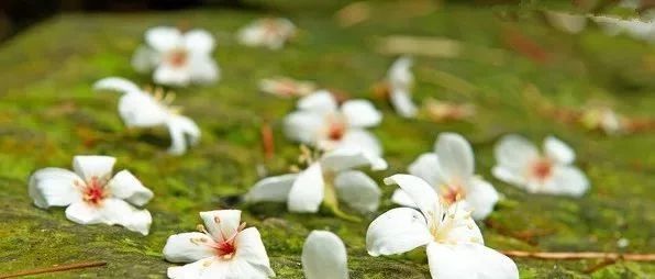 油桐花開(kāi)滿山白，你怎能錯(cuò)過(guò)這樣的市樹(shù)～