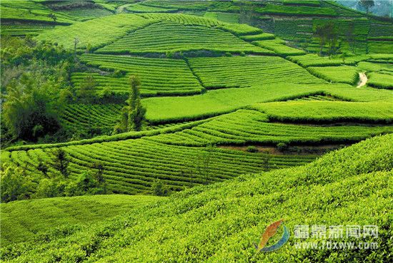 打好品牌、人才、自律三張牌 讓福鼎白茶香飄更久遠