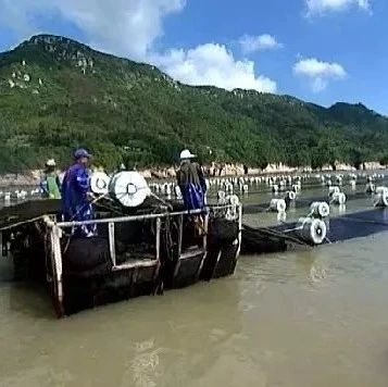 福鼎海上養殖新成果，登上福建《新聞啟示錄》啦！