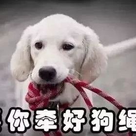 福鼎一市民遛狗未拴繩，致寵物狗撲倒女童！你怎么看？