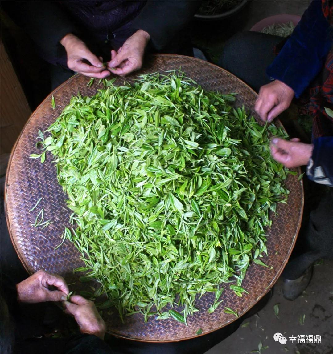 質量興茶！時刻保衛福鼎白茶的“生命線”