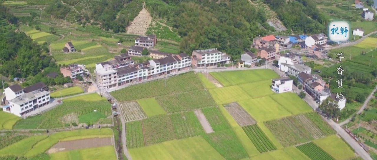 【視野】喜歡檳榔芋的你定不能錯(cuò)過(guò)的……