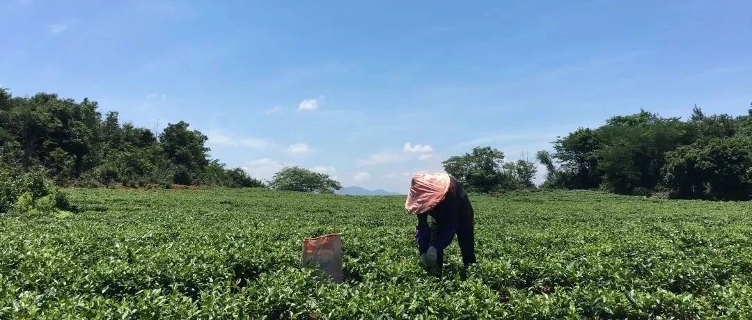 網購“福鼎白茶”要小心，幾招教你火眼金睛挑正品！
