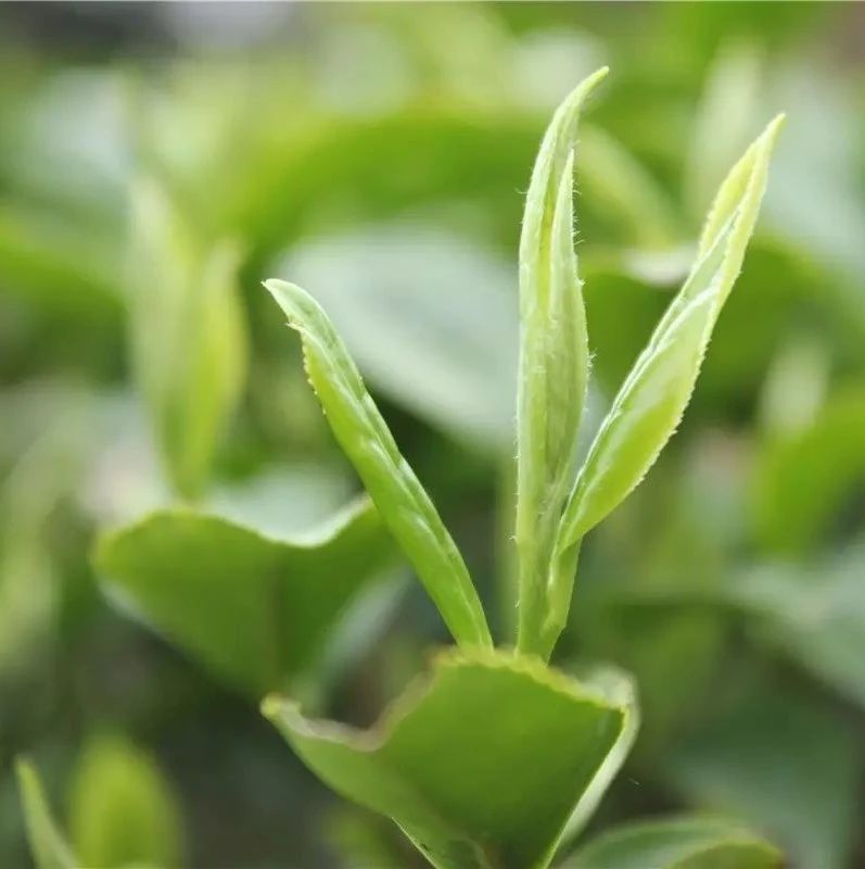 超嚴！福鼎市茶業協會對5家茶企給予處罰！