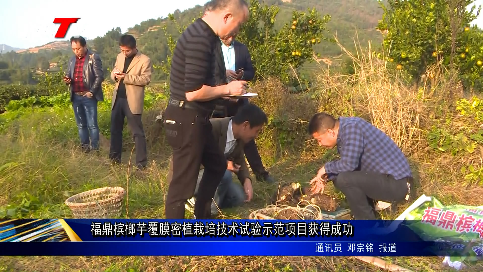 福鼎檳榔芋覆膜密植栽培技術試驗示范項目獲得成功