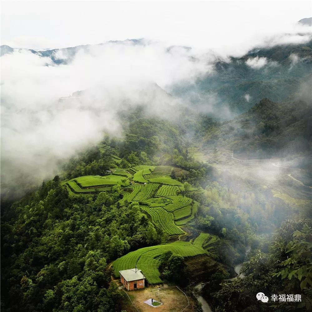 今年福鼎白茶質(zhì)量怎么抓？這幾大亮點(diǎn)你要了解！