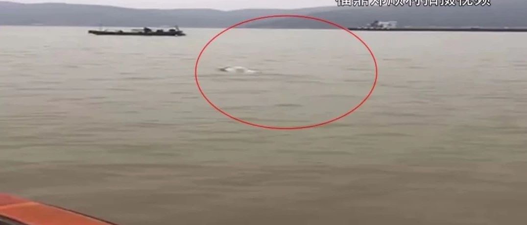 沙埕海域出現2只中華白海豚，“海上大熊貓”再次戀上福鼎~