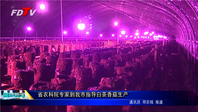 省農(nóng)科院專家到我市指導白茶香菇生產(chǎn)