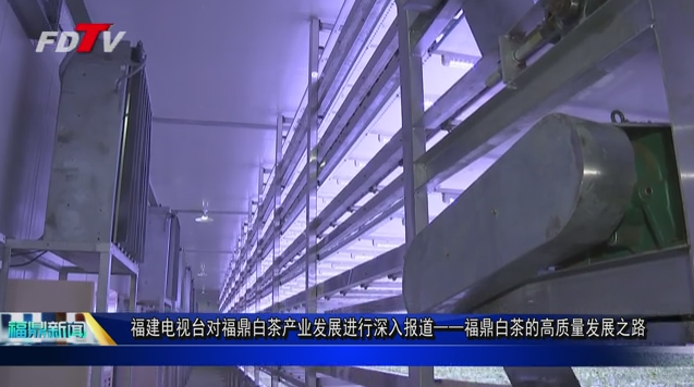 福建電視臺對福鼎白茶產業發展進行深入報道 ——福鼎白茶的高質量發展之路