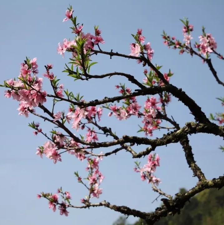 灼灼芳華等你來賞，前岐桃花節開幕！