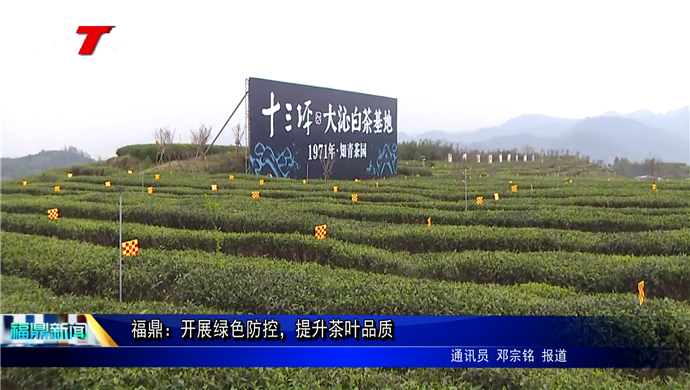 福鼎：開展綠色防控，提升茶葉品質