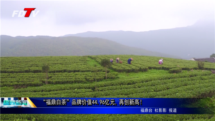 “福鼎白茶”品牌價(jià)值44.96億元,再創(chuàng)新高