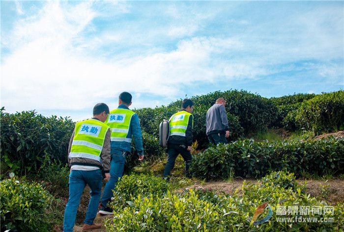 管陽鎮：無人機巡山隊助力茶葉質量安全
