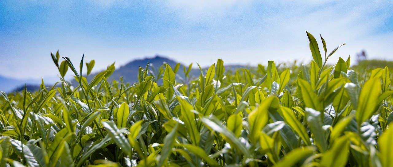 一戶一卡一茶園，茶青也有了“身份證”！