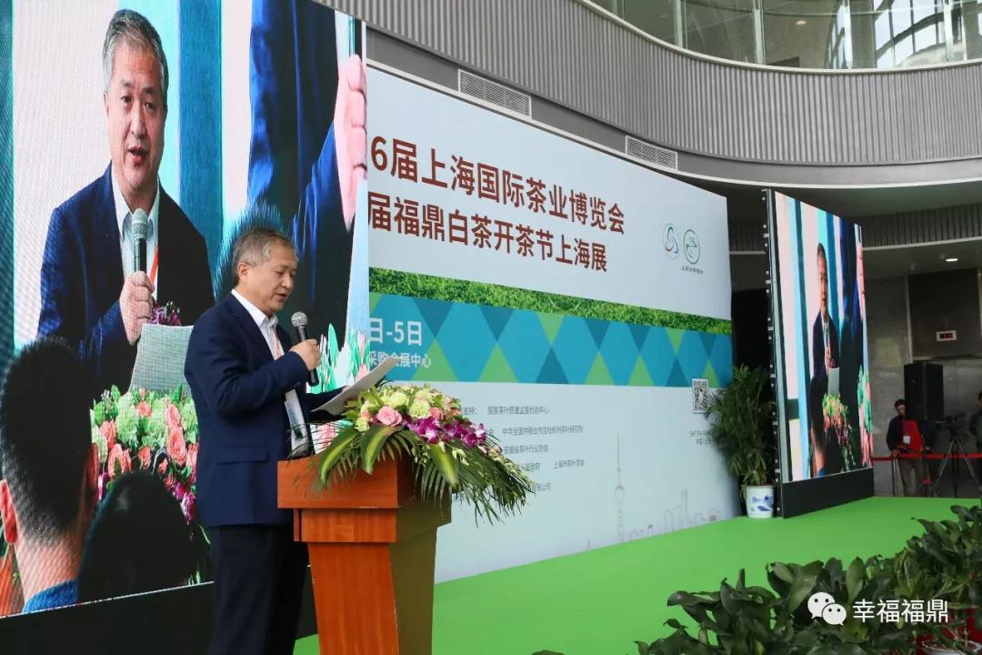 福鼎白茶香飄上海灘，還有最新研究成果趕緊收藏！