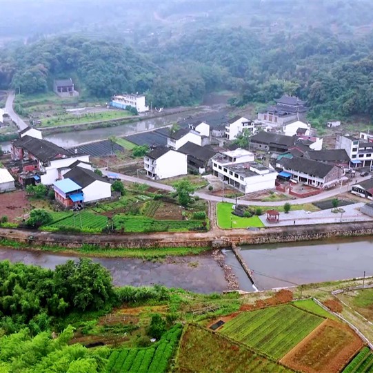 顏值好氣質佳，福鼎大毫茶的發源地翁溪村大變樣