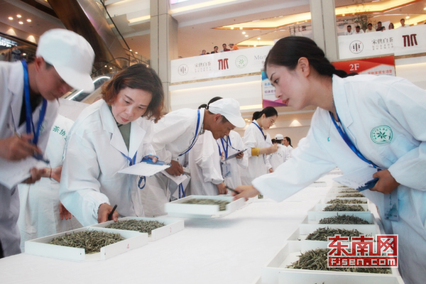 福鼎民間斗茶賽“不走套路” 參賽目標(biāo)各有不同