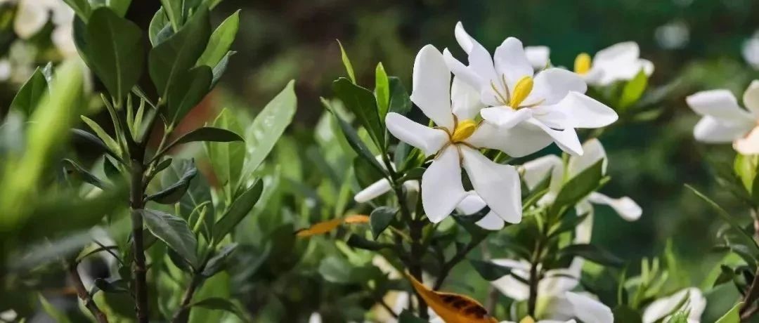 6月來貫嶺很值，賞花海、品美食、拍美照、自由行......