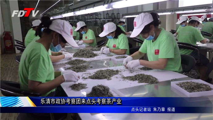 樂清市政協考察團來點頭考察茶產業